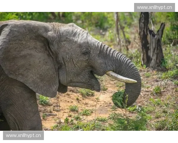 《Dota2中的神秘鸡角色解析：从工具到战术核心的转变》